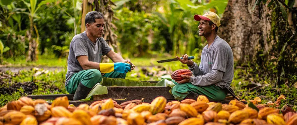 93 mil pequenos produtores que cultivam o cacau, principalmente nos estado da Bahia, Pará, Rondônia e Espirito Santo